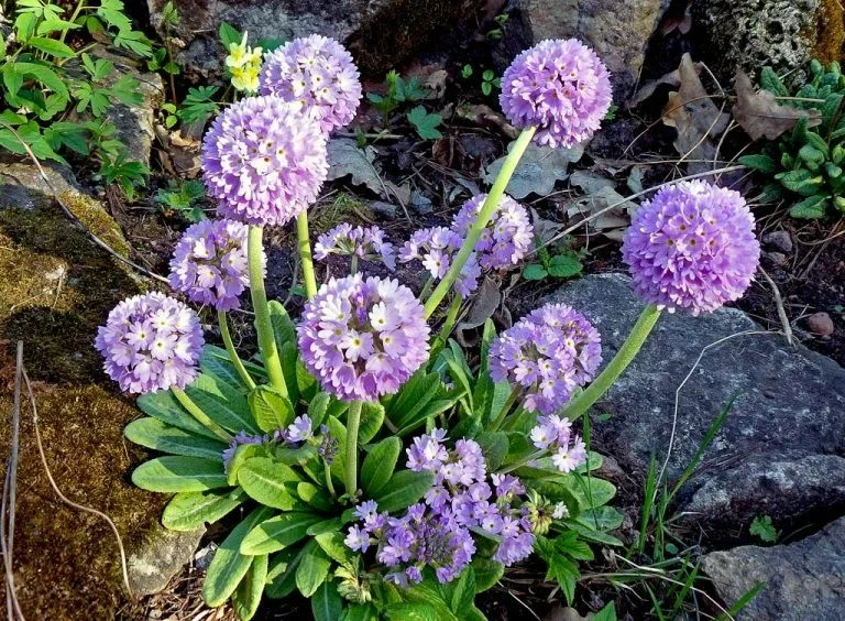 Примула мелкозубчатая "Лилак" - 2 изображение