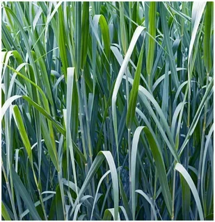 Просо голубое