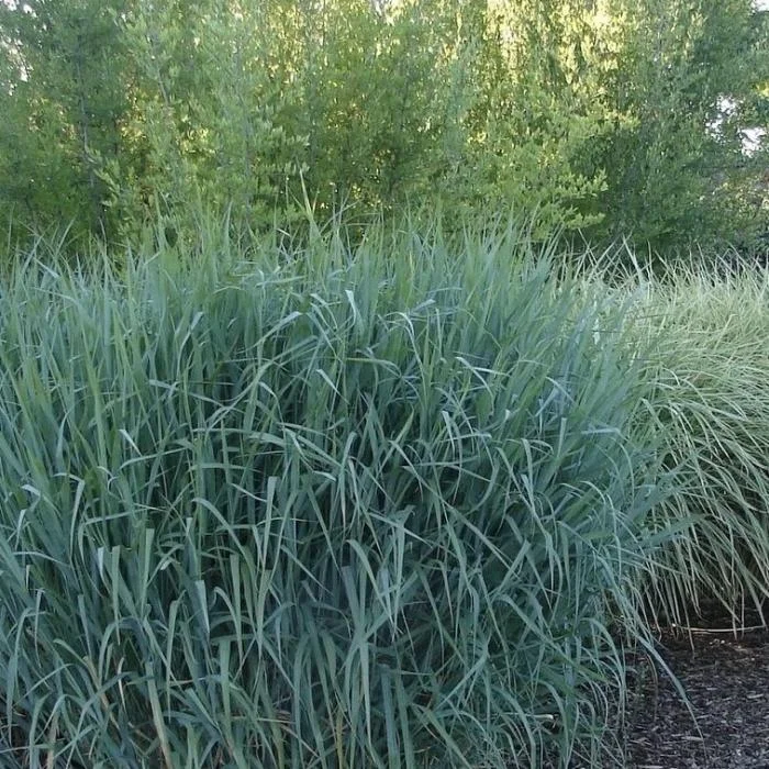 Просо прутьевидное