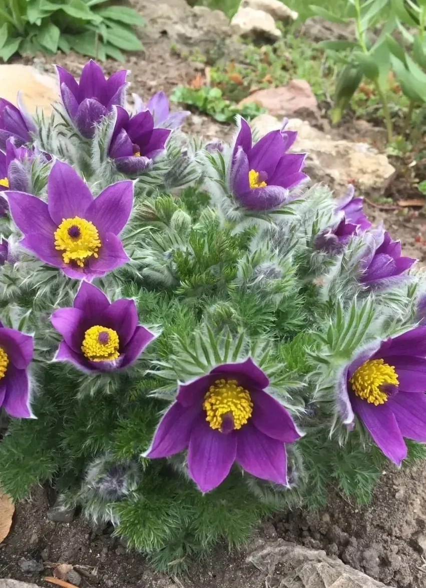 Прострел обыкновенный "Пинвил Блю Виолет"