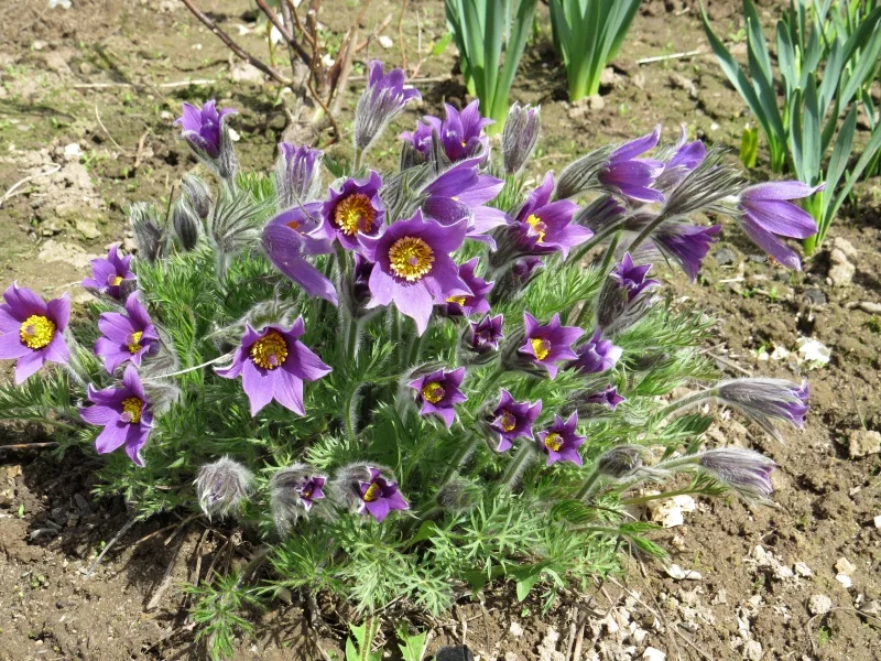 Прострел обыкновенный "Пинвил Блю Виолет" - 2 изображение