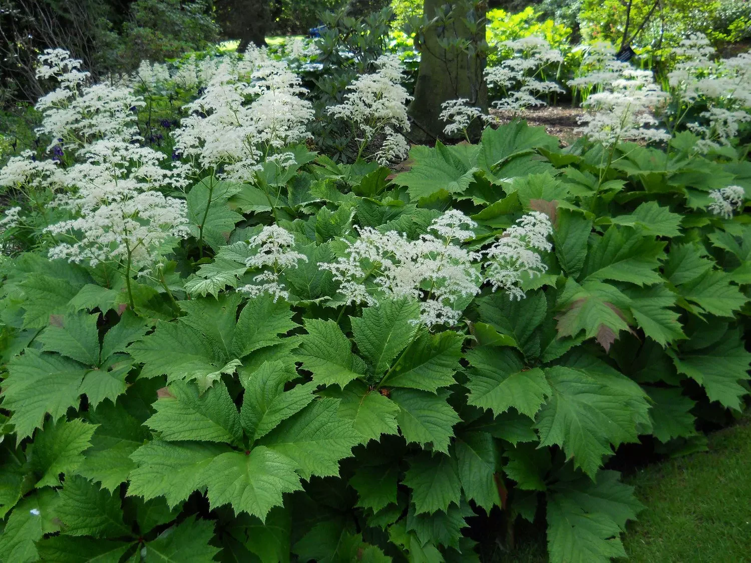 Роджерсия кленолистная - 2 изображение