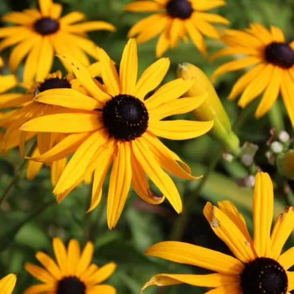 Рудбекия блестящая "Гольдштурм"