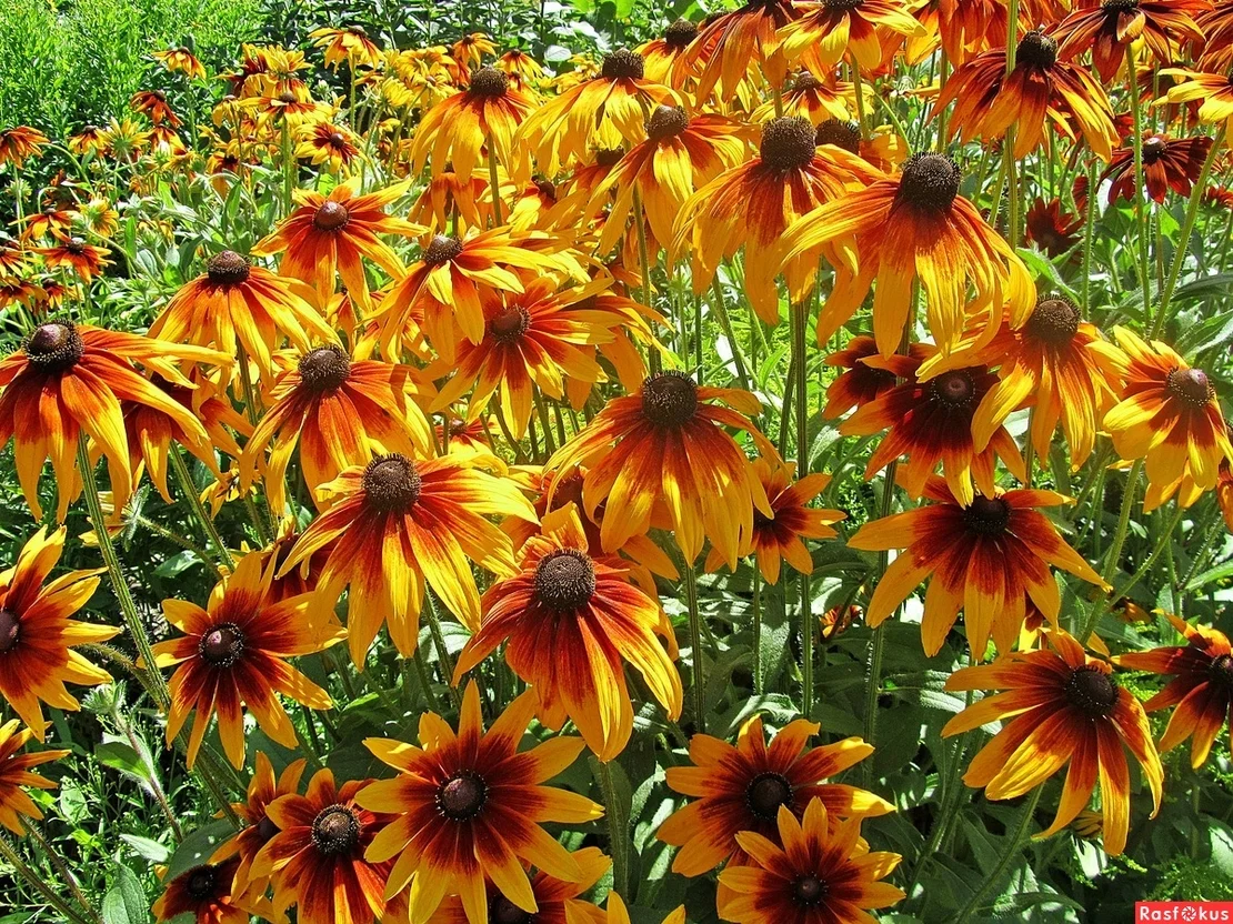 Рудбекия волосистая (высокая) "Глориоза Дабл Дейзи"