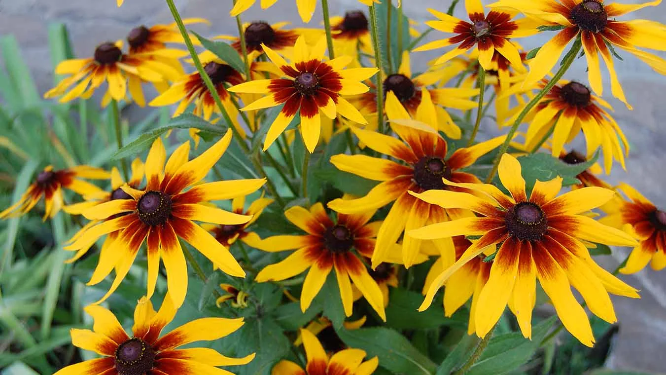 Рудбекия волосистая (высокая) "Глориоза Дабл Дейзи" - 2 изображение