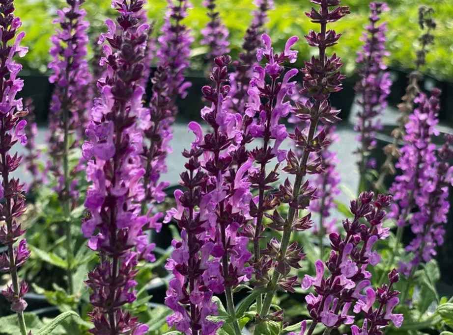 Шалфей дубравный "Сенсейшн Дип Роуз"