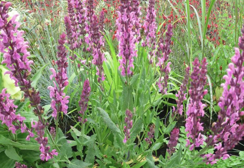 Шалфей дубравный "Сенсейшн Дип Роуз" - 2 изображение