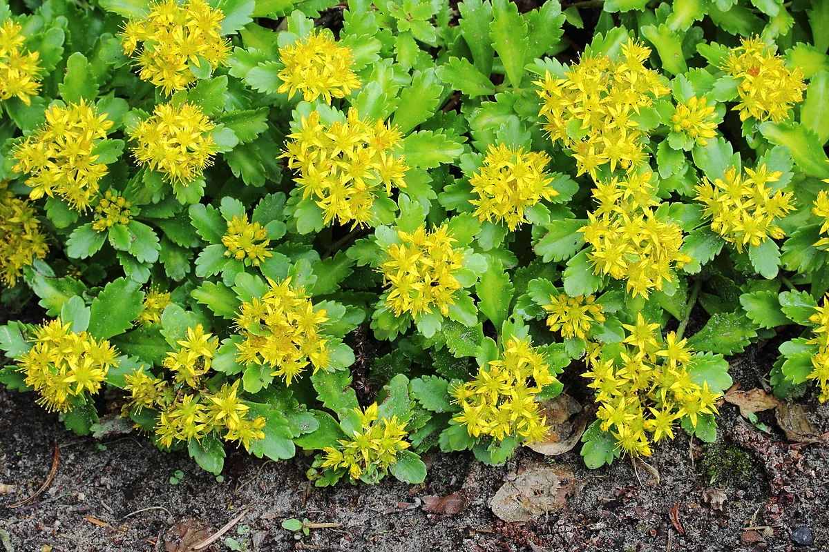 Очиток сельского "Спирит"