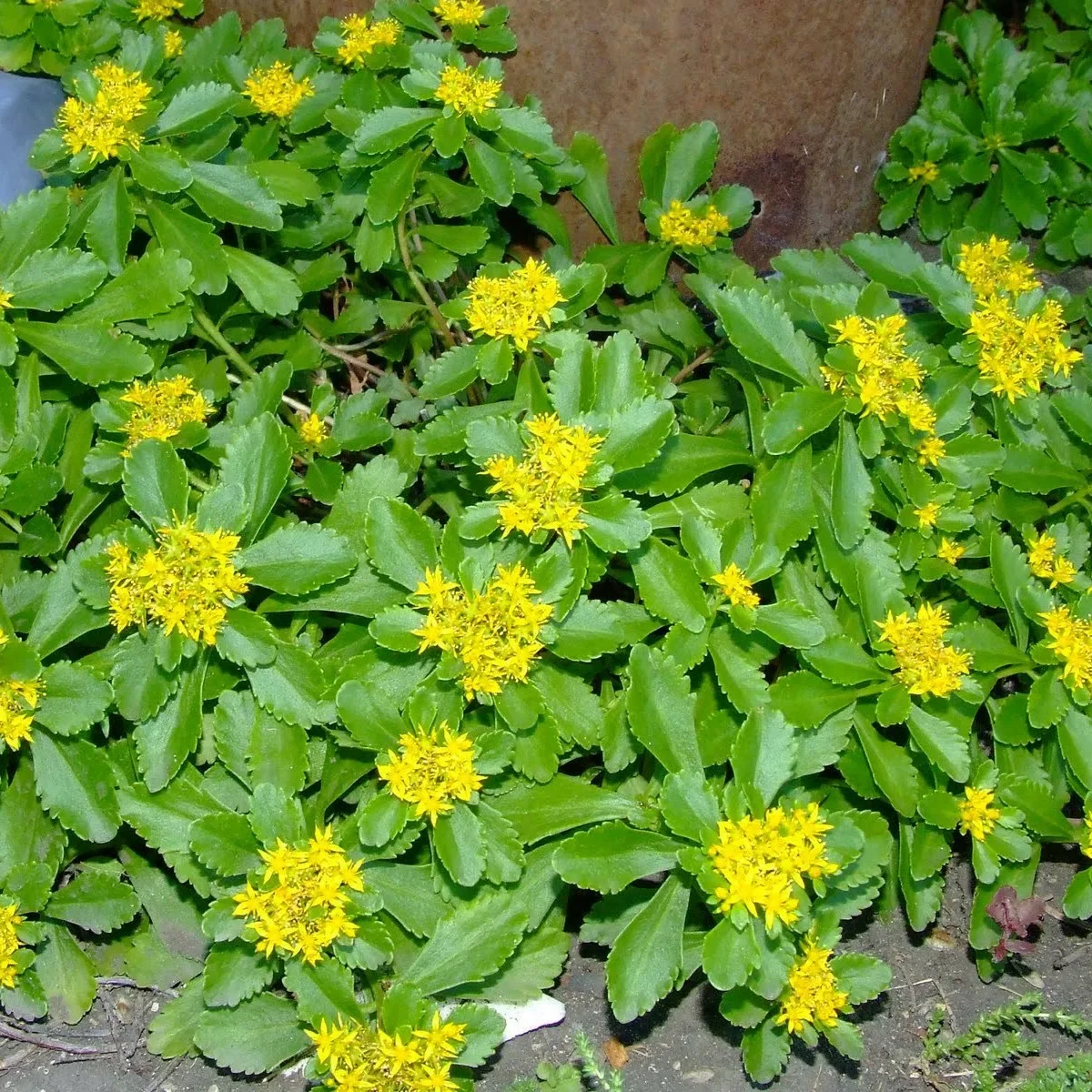 Очиток сельского "Спирит" - 2 изображение