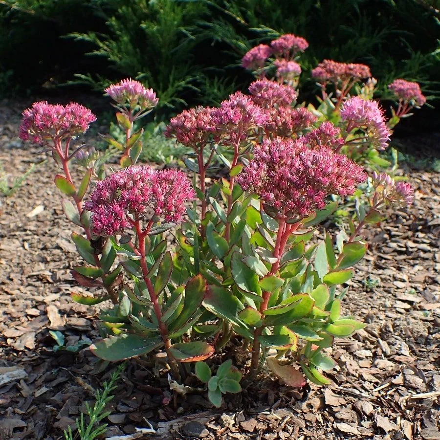 Очиток телефиум "Манстер Дарк Ред"