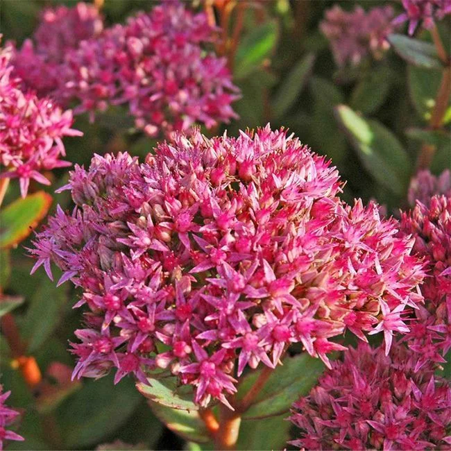 Очиток телефиум "Манстер Дарк Ред" - 2 изображение