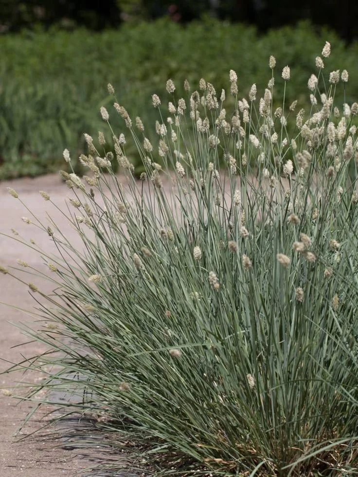 Сеслерия голубая