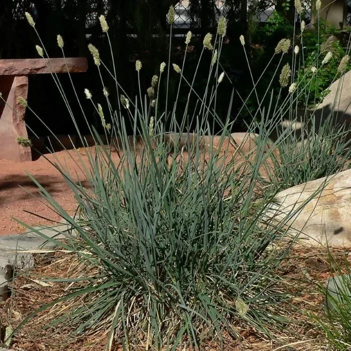 Сеслерия голубая - 2 изображение