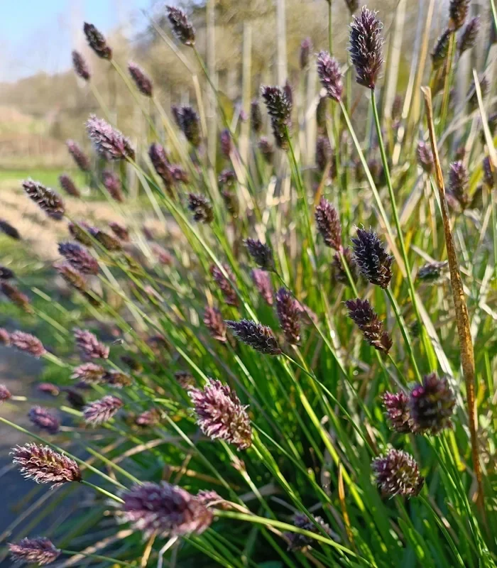 Сеслерия черноцветковая - 2 изображение