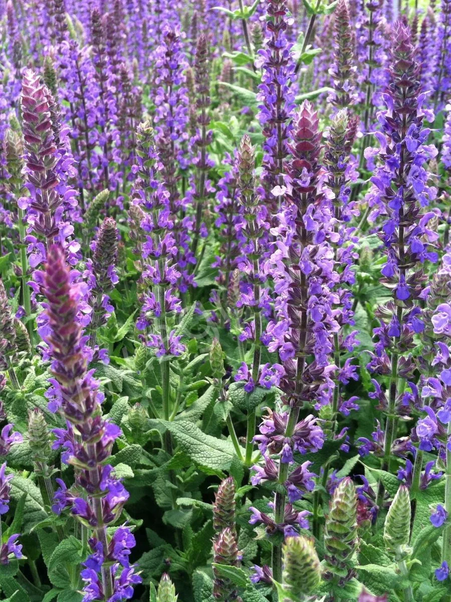 Шалфей дубравный "Дварф Блу Куин"