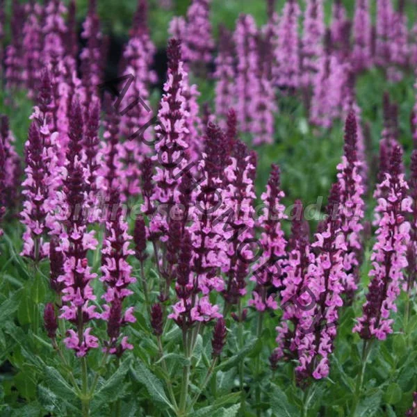 Шалфей дубравный "Нью Дименшн Роуз Импр"