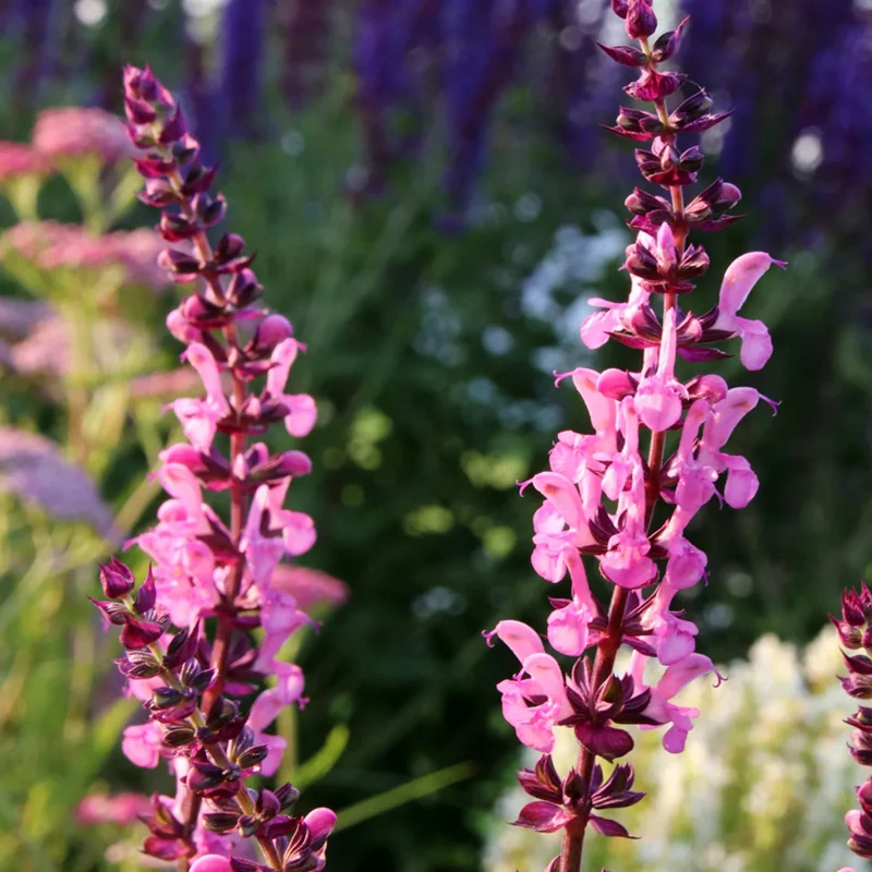 Шалфей дубравный "Нью Дименшн Роуз Импр" - 3 изображение