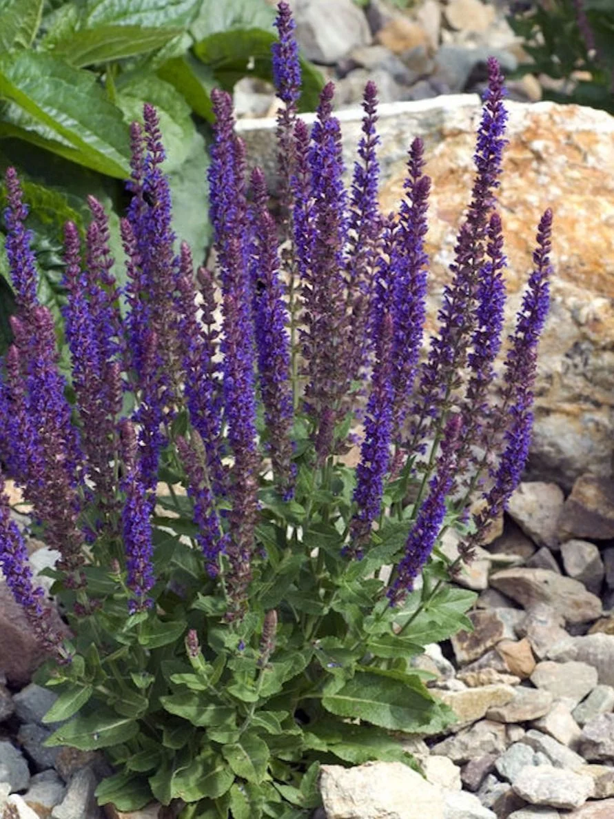 Шалфей дубравный