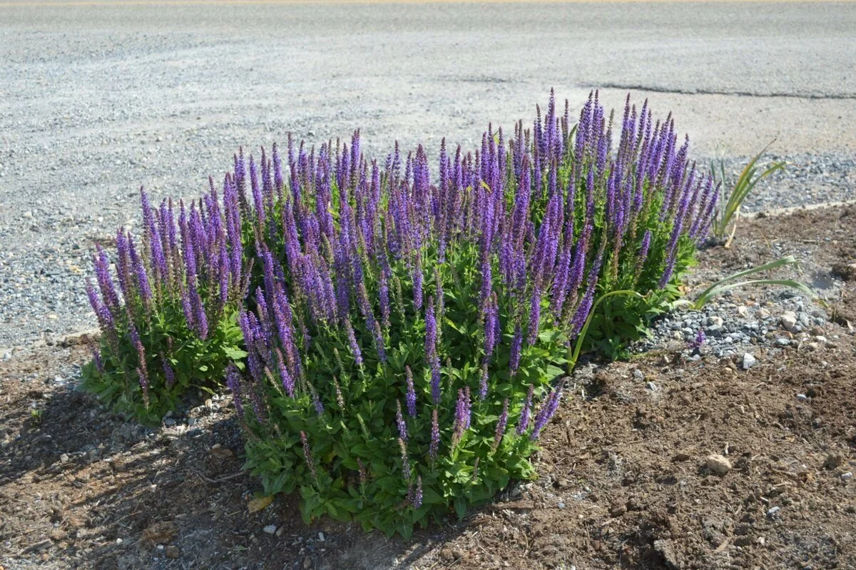 Шалфей дубравный - 2 изображение