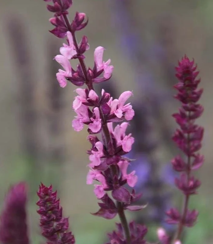 Шалфей дубравный "Роуз Квин"