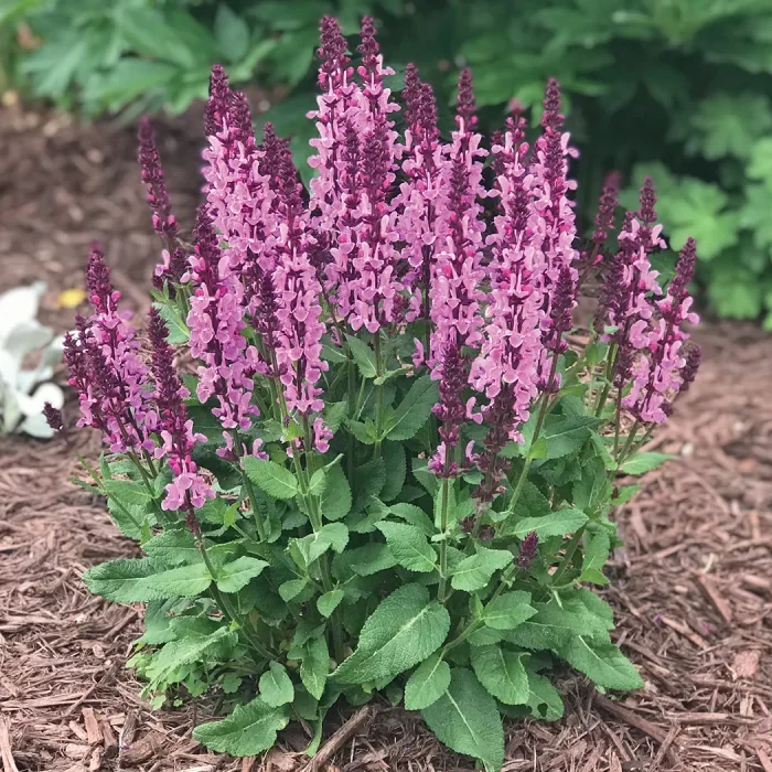 Шалфей дубравный "Роуз Квин" - 2 изображение