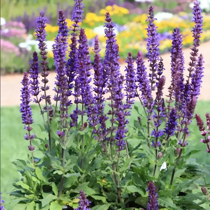 Шалфей дубравный "Сальвадор Блу"