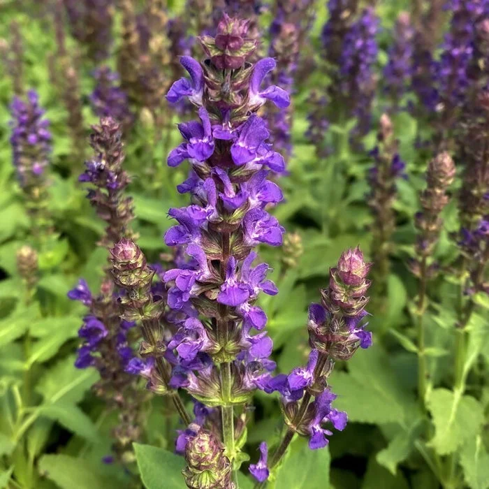 Шалфей дубравный "Сальвадор Блу" - 2 изображение