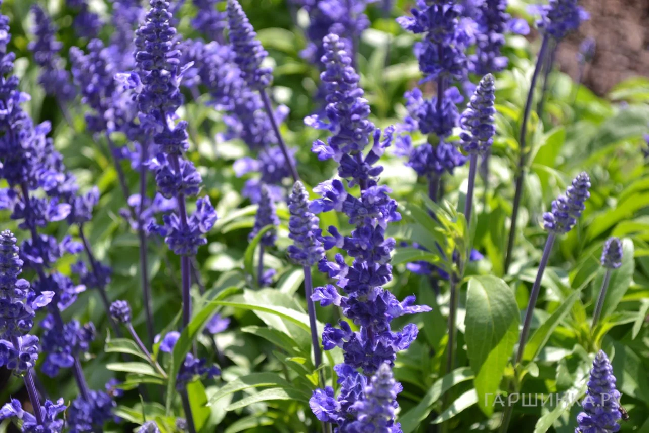 Шалфей мучнистый "Виктория Блу"