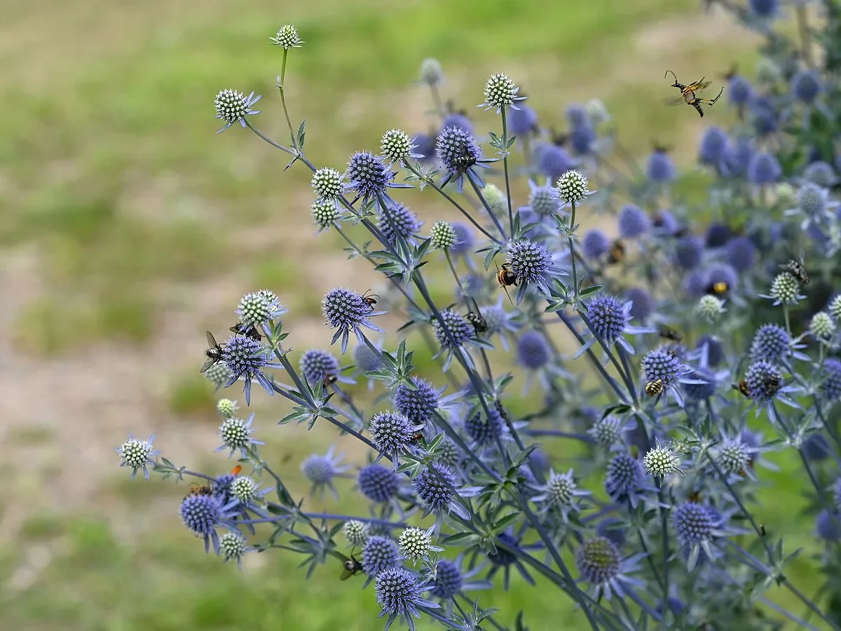Синеголовник плосколистный - 2 изображение