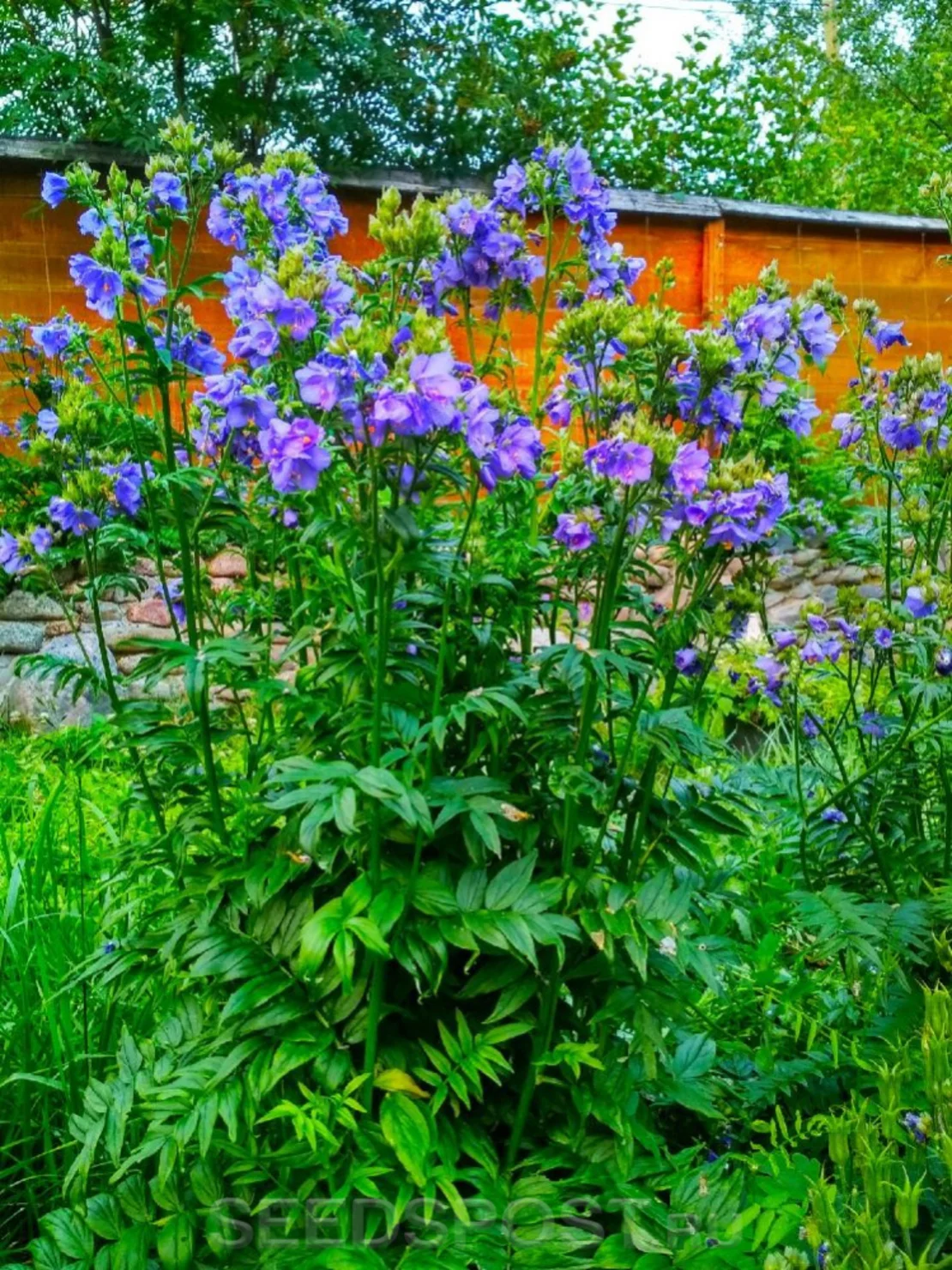 Синюха иезонская "Purple Rain Strain"