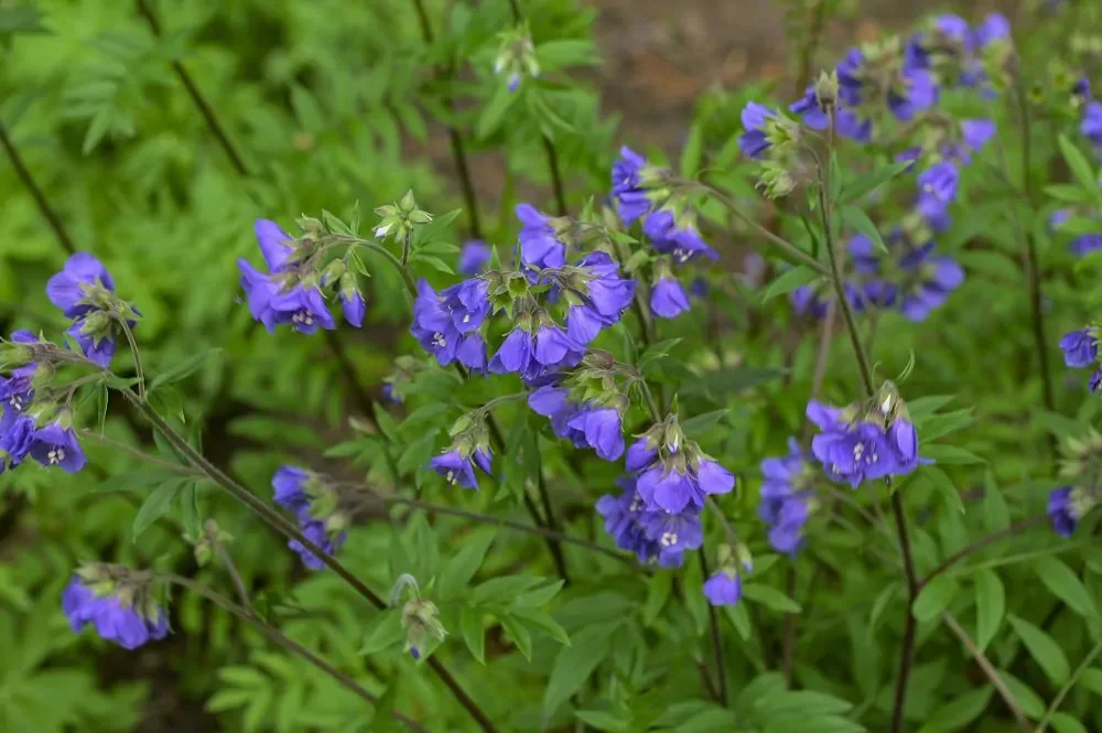 Синюха иезонская "Purple Rain Strain" - 2 изображение
