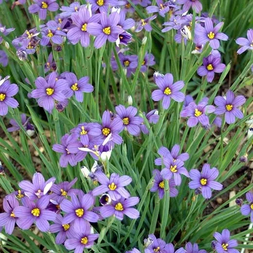 Сисиринхиум узколистный 