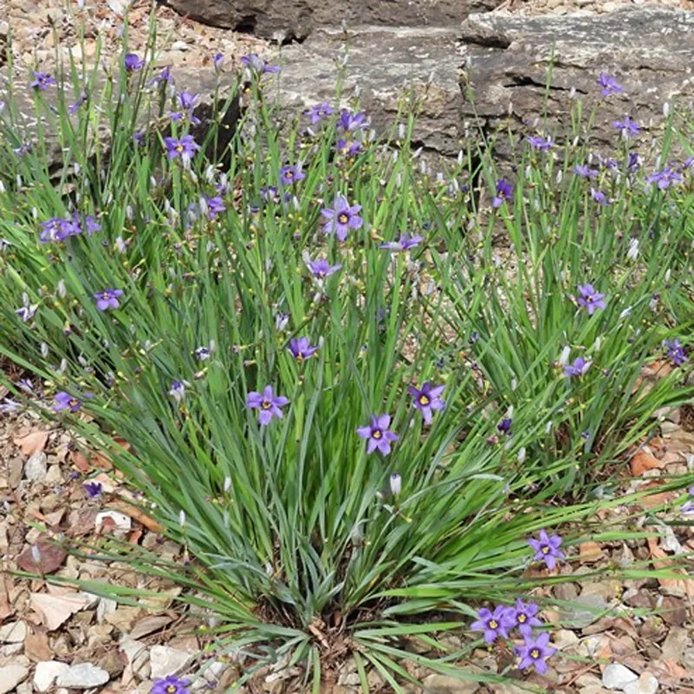 Сисиринхиум узколистный  - 2 изображение