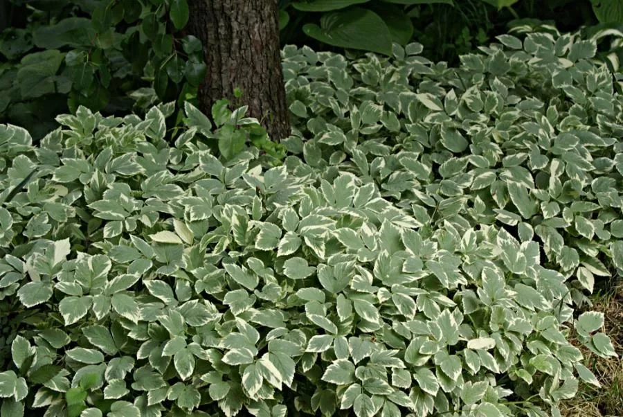 Сныть обыкновенная "Вариегата"