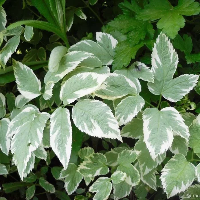 Сныть обыкновенная "Вариегата" - 2 изображение