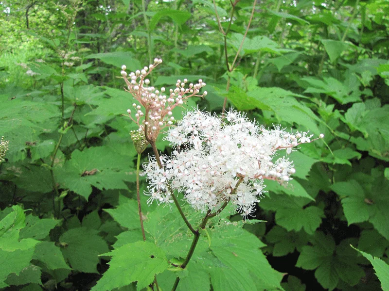 Таволга камчатская