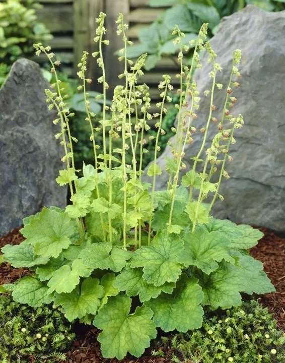 Теллима крупноцветковая