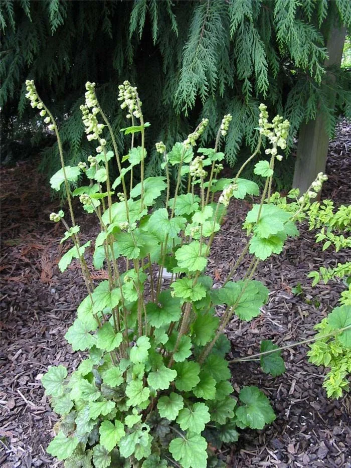 Теллима крупноцветковая - 2 изображение