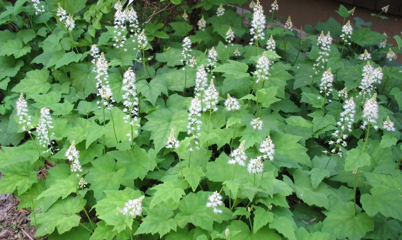 Тиарелла сердцелистная