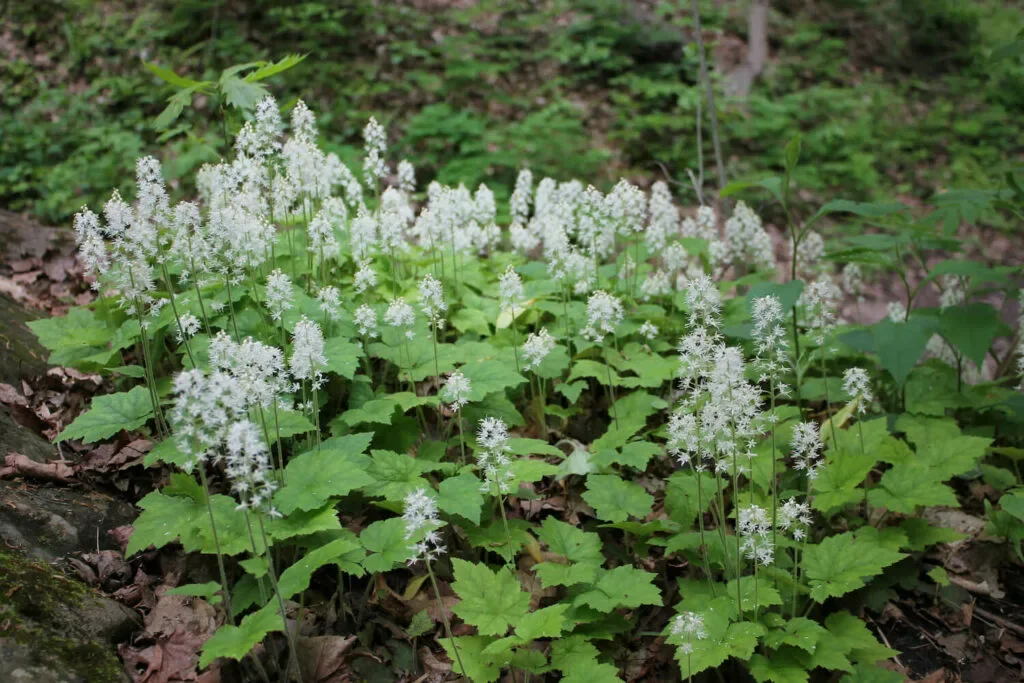 Тиарелла сердцелистная - 2 изображение