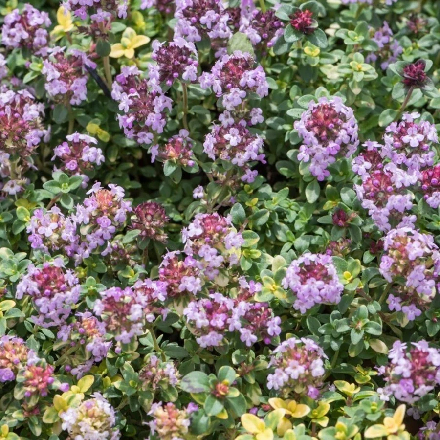 Тимьян гибридный "Дона Валей"