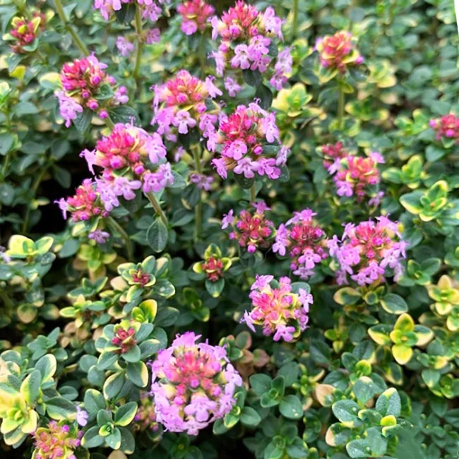 Тимьян гибридный "Дона Валей" - 2 изображение