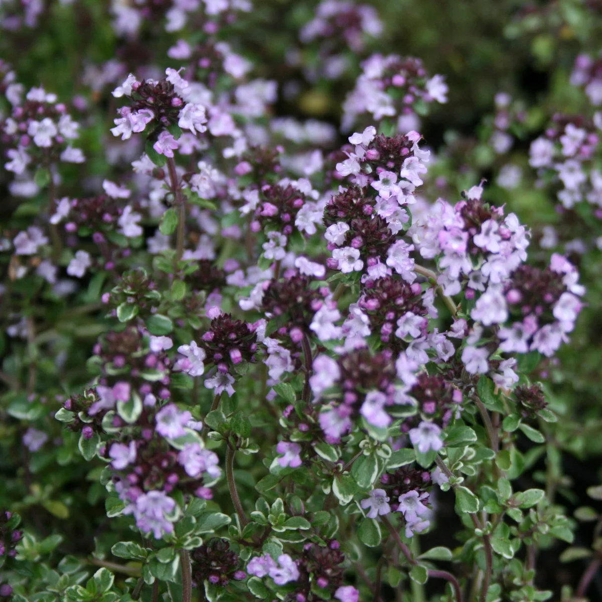 Тимьян лимонный