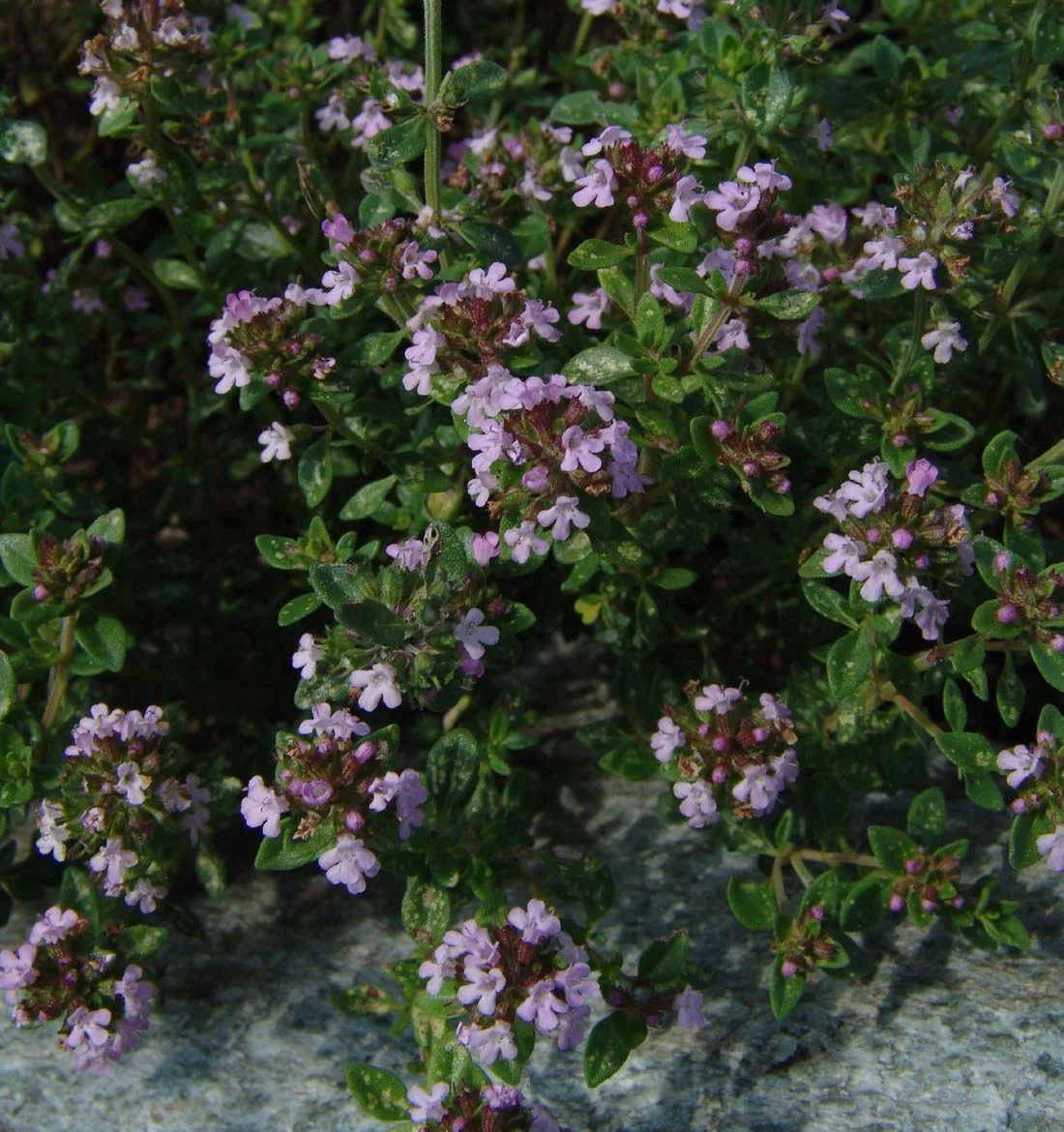 Тимьян лимонный - 2 изображение