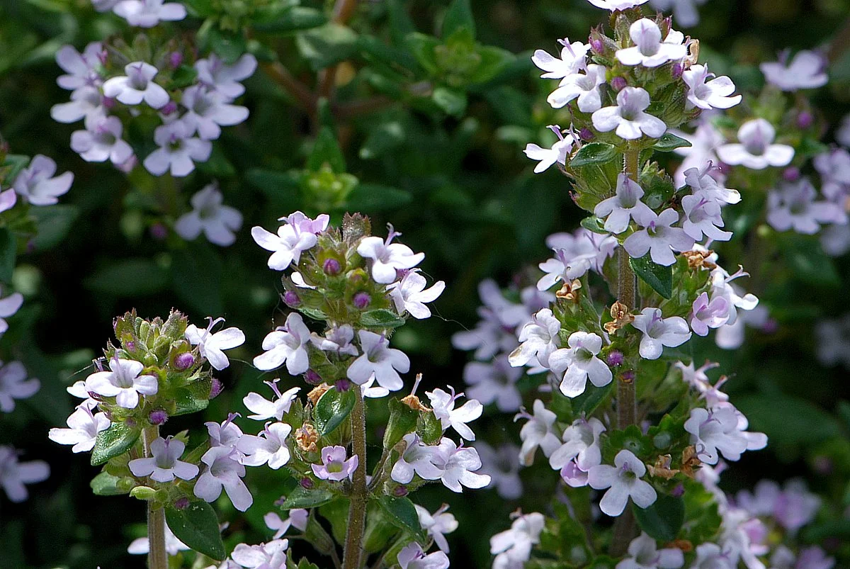 Тимьян обыкновенный