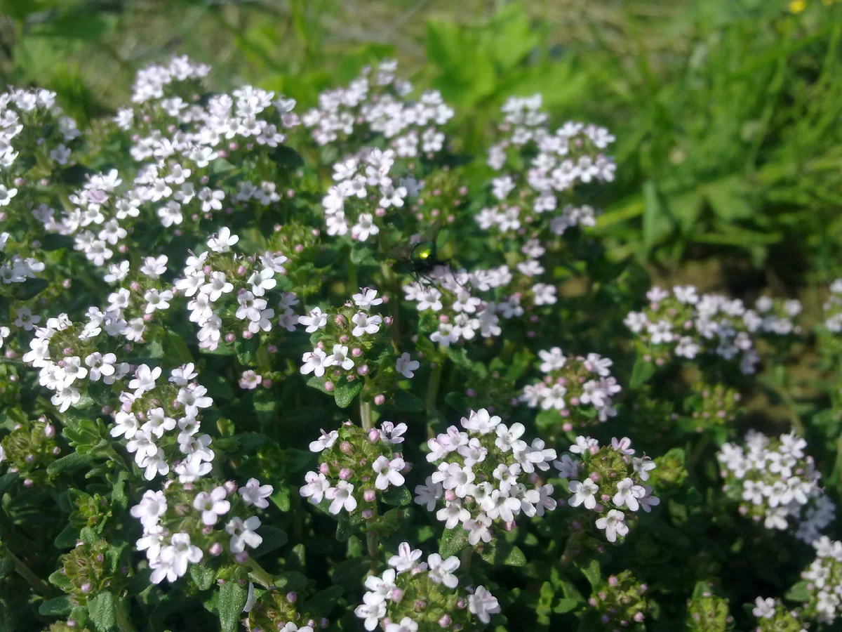 Тимьян обыкновенный - 2 изображение