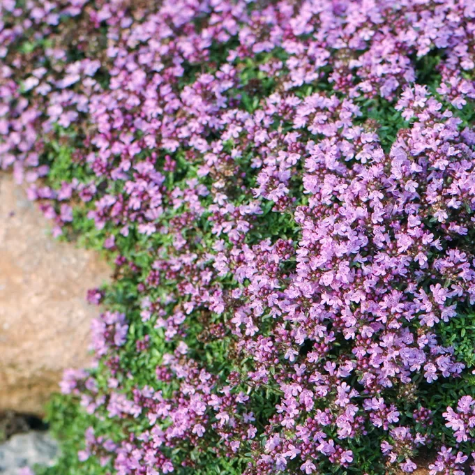 Тимьян ранний Пигмей 