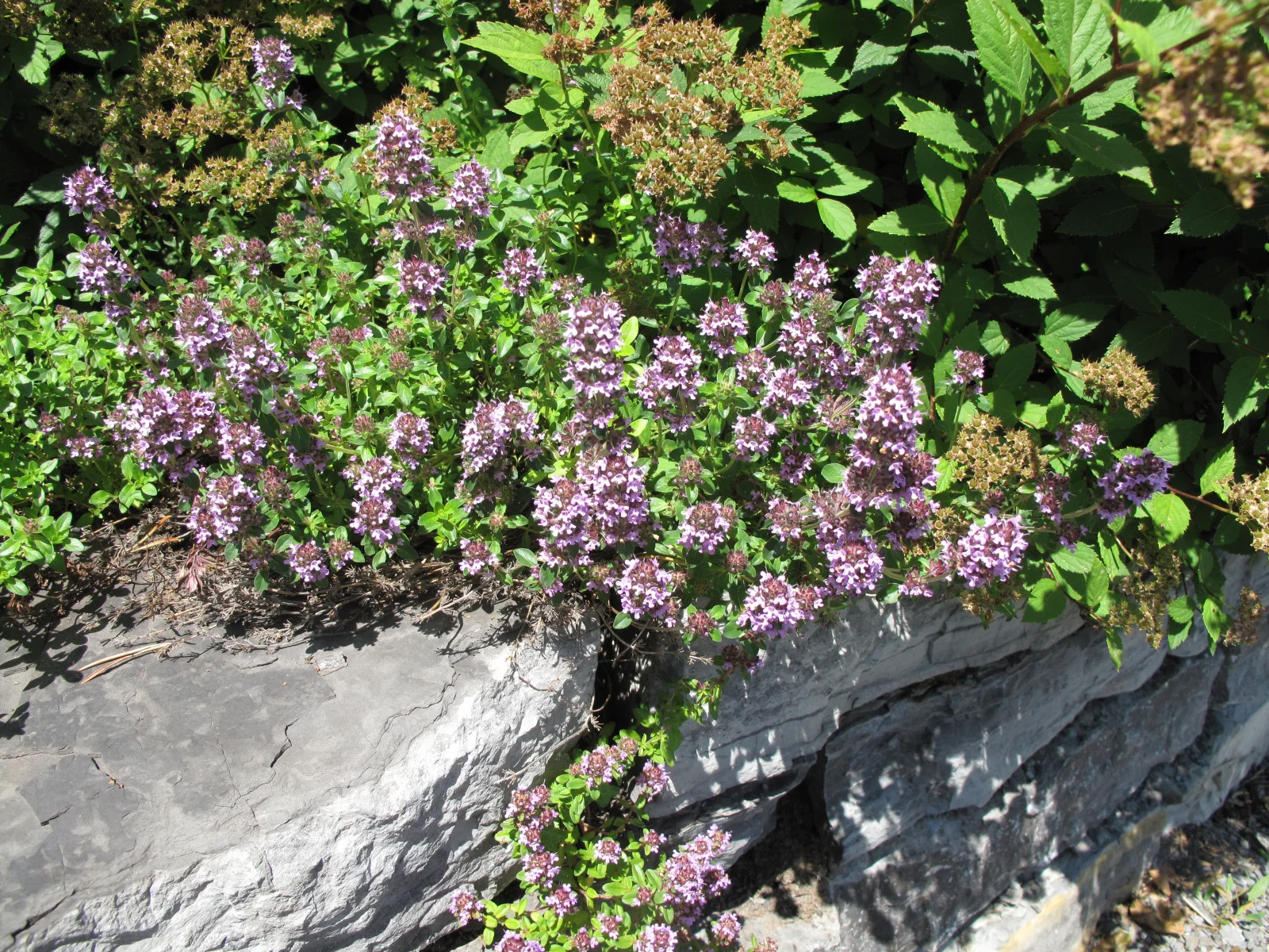 Тимьян ранний Пигмей  - 2 изображение