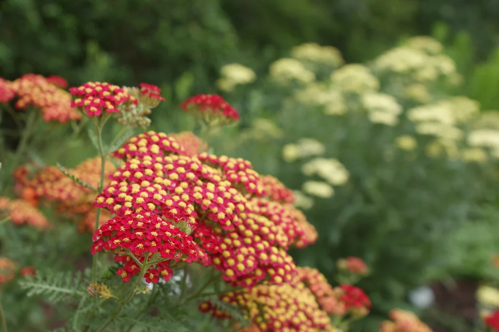 Тысячелистник обыкновенный Паприка