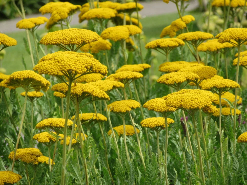 Тысячелистник таволговый "Золотые одежды" - 2 изображение